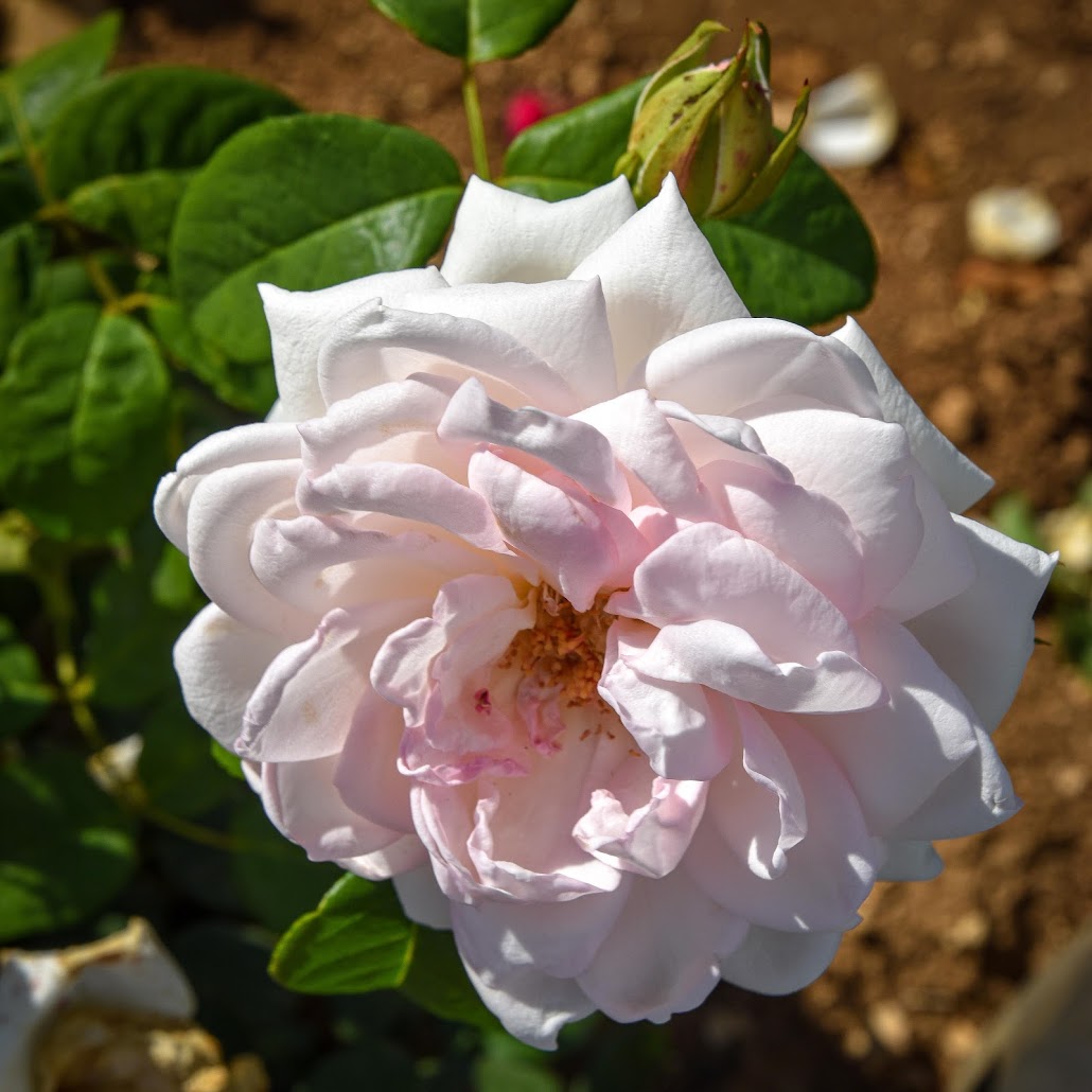 Rose d'Is-sur-Tille