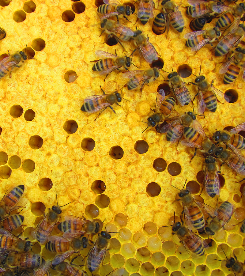 abeilles