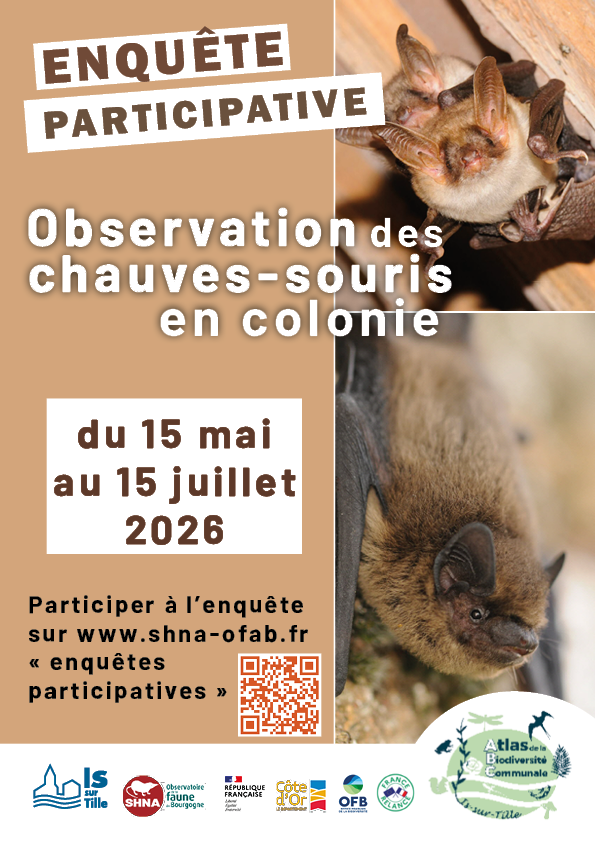 chauve_souris_comptage