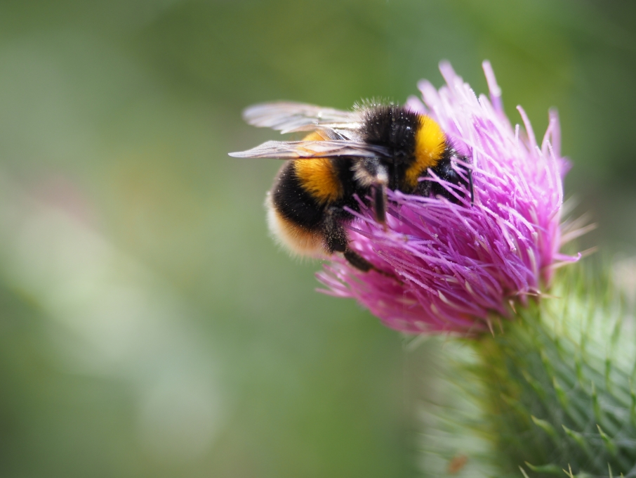 selective-focus-shot-bee-thistle-flower